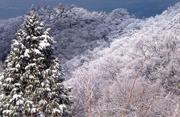 色んな樹木がある金剛山の樹氷