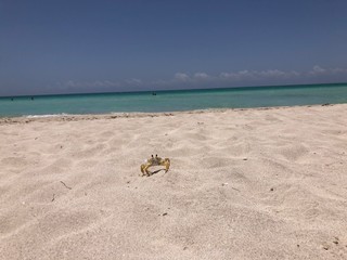 Fototapeta na wymiar キューバの砂浜を歩くカニ