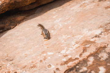 Zion Nationalpark, Utah, USA