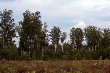 Nature in the summer. Field and trees