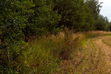 Road along the trees and shrubs