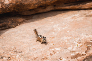 Zion Nationalpark, Utah, USA