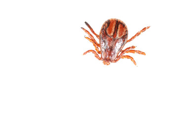 Tick isolated on a white background. Insect carrier of diseases.