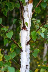Trunk of a birch close up