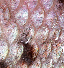 Squama trout fish as abstract background.