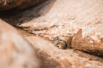 Zion Nationalpark, Utah, USA, Streifenhörnchen
