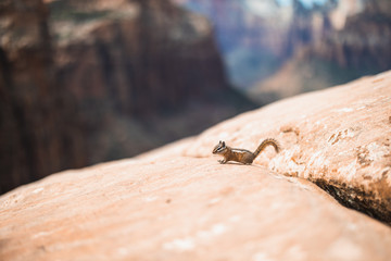 Zion Nationalpark, Utah, USA, Streifenhörnchen