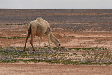 A herd of camels wandering through the deserts of eastern Jordan during the desert flowering....