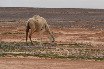 A herd of camels wandering through the deserts of eastern Jordan during the desert flowering. Camels looking for food on dry hard ground.