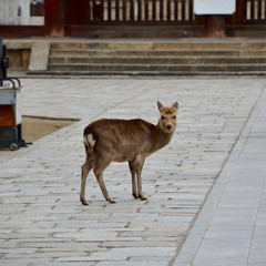 奈良公園の鹿、東大寺中門前