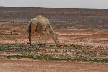 A herd of camels wandering through the deserts of eastern Jordan during the desert flowering....