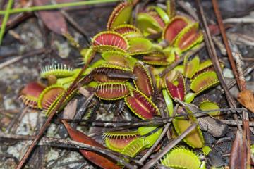 Venusfliegenfalle (Dionaea muscipula) im Liberty County, Florida, USA