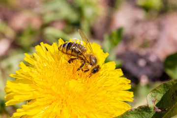 eine Honigbiene sammelt an einer Blume (Löwenzahn) Honig