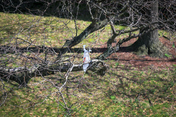 Torn white plastic bag caught in tree branches waving in the wind, Bronx, New York City, NY