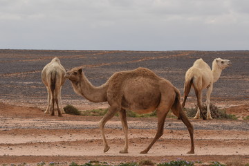A herd of camels wandering through the deserts of eastern Jordan during the desert flowering....