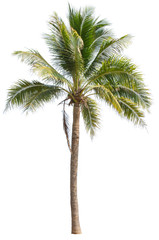 Fototapeta na wymiar Isolated coconut trees on a white background with clipping path.