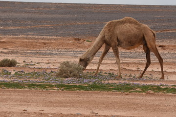 A herd of camels wandering through the deserts of eastern Jordan during the desert flowering....