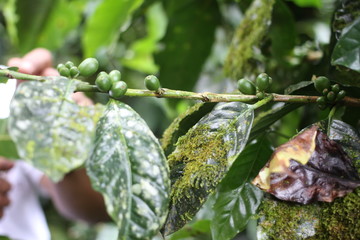 Diseased Coffee Plant