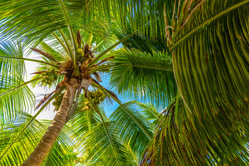 Palm sky - the coconuts palm tree on Seychelles