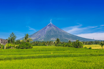 Rice fields near Mt. Mayon - also known as Mayon Volcano or Mount Mayon. Found in the Bicol Region in the Philippines. Symmetrical volcano