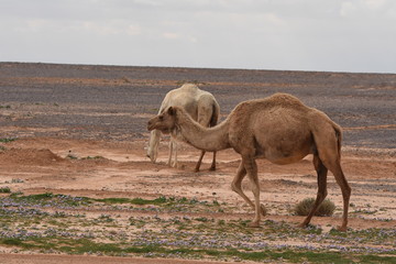 A herd of camels wandering through the deserts of eastern Jordan during the desert flowering. Camels looking for food on dry hard ground.