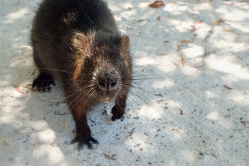 Cuban hutia, portrait of cute rodent