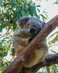 Fototapeta na wymiar Close up of Koala 