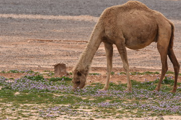 A herd of camels wandering through the deserts of eastern Jordan during the desert flowering. Camels looking for food on dry hard ground.