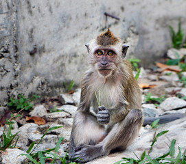 Obraz premium Portrait of cute macaque monkey