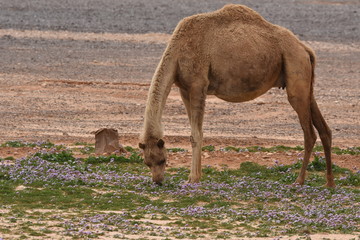 A herd of camels wandering through the deserts of eastern Jordan during the desert flowering....