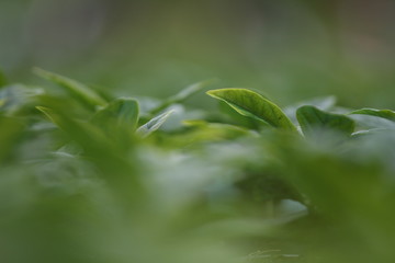 Green Leaves