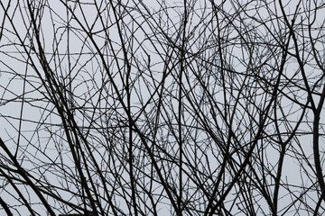 silhouette of a tree