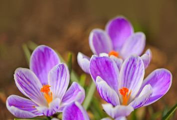 Fototapeta premium Close-up of a purple Crocus flowers isolated.