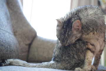 エジプシャンマウ