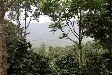 Nicaraguan Landscape