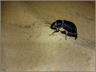 Beetle on the ground