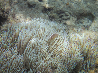 Naklejka na ściany i meble Pink anemonefish in Zamami island