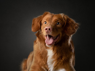 portrait of a dog on a dark background. Nova Scotia Retriever in the studio. Pet on black. 