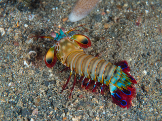 Peacock mantis shrimp