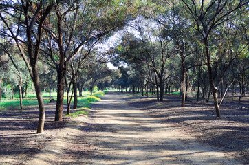 Fototapeta premium path in the park