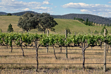 Fototapeta na wymiar A vineyard at Mudgee in Australia