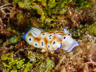 Nudibranch