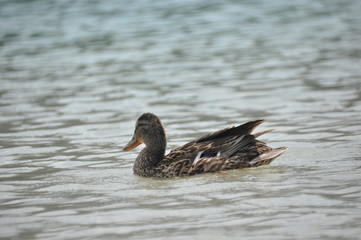 A family of mallard ducks floating on the water, mother with chicks. Black lake in the Durmitor mountains near Zabljak. A beautiful place in Montenegro