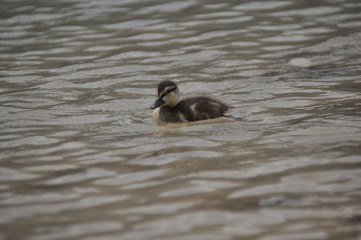 A family of mallard ducks floating on the water, mother with chicks. Black lake in the Durmitor mountains near Zabljak. A beautiful place in Montenegro