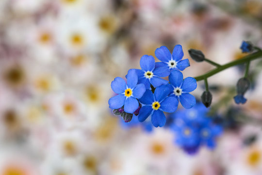 Blue romantic Forget me not  - myosotis Flowers infront of a blurry background with white and light pink daisies in the perennial cottage garden.