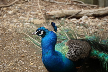 インドクジャク