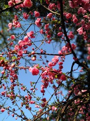 The blooming pink plum blossoms are particularly delicate against the blue sky.