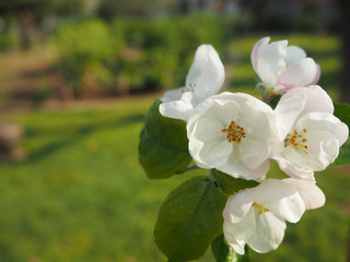 わらびりんご　蕨市　埼玉県　りんごの花　りんご