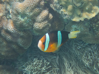 Naklejka na ściany i meble Clark's anemonefish in Zamami island