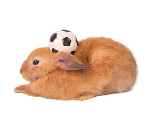 Fototapeta premium Cute brown bunny isolated on white background playing football by controlling the soccer ball on the neck.